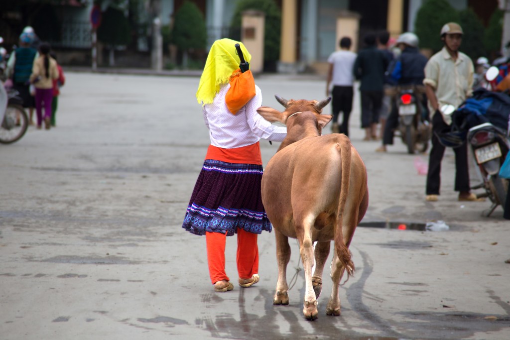 #378. Girl walking cow through town in North Vietnam